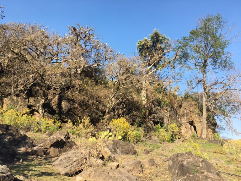 Totonqui (1)
