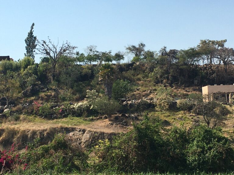 Totonqui (5)